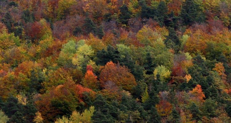 La forêt d'automne